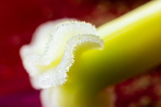 Green and yellow tulip pistil extreme macro close-up. Details of the inner flower of a tulip with a pistil against a background of red petals in defocus.