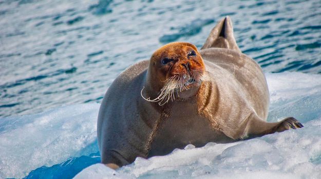 Bearded Seal, Arctic, Norway