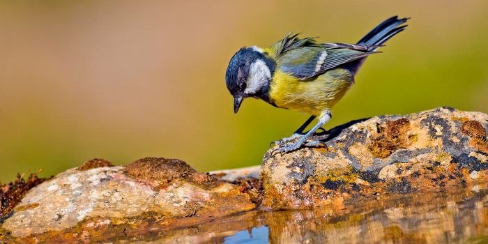 Great Tit, Forest Pond, Spain