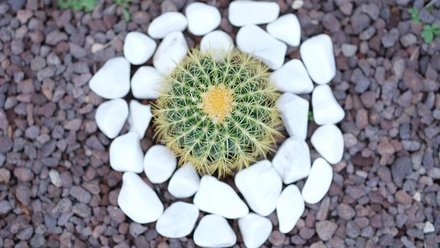 Small beautiful green cactus around white stones