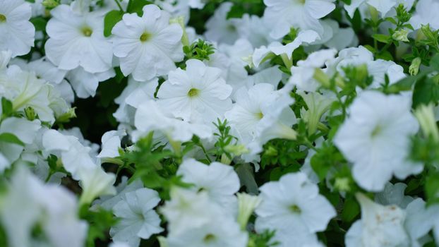 Amazing beautiful flowers white petunias in flower garden