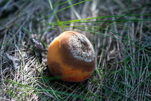Infected and rotten apricots fall to the ground, Monilia laxa infestation plant disease