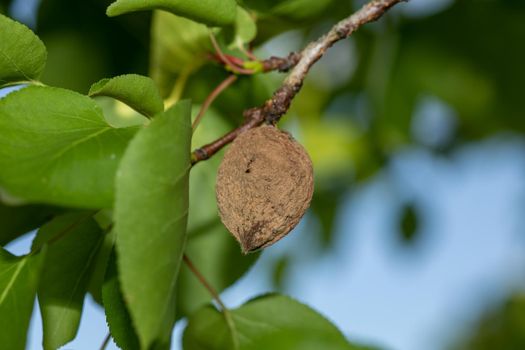 Rotten apricot on the fruit tree, Monilia laxa infestation plant disease
