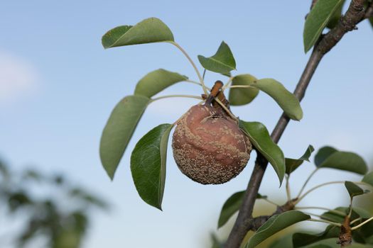 Rotten pear on branch of the fruit tree, Monilia laxa infestation plant disease