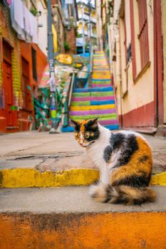 Cat at colorful steps in the UNESCO World Heritage city of Valparaiso in Chile