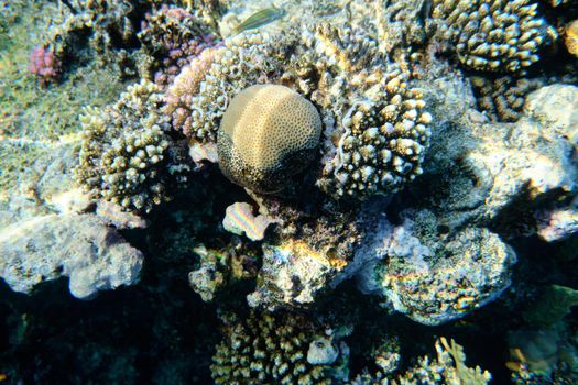 Corals in the Red Sea, underwater world