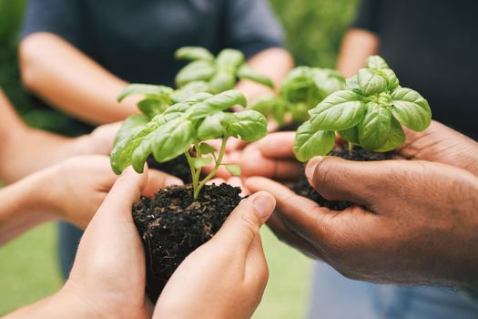 Hands holding plants outside in nature on a bright sunny day. Closeup of multiethnic hands holding soil with plants as a concept of caring about the environment