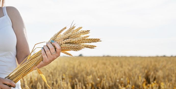 Closeup of woman hands holding wheat spikes bouquet on wheat field
