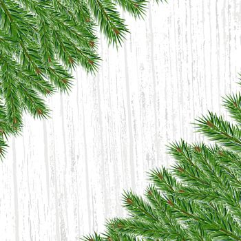 background with spruce branches