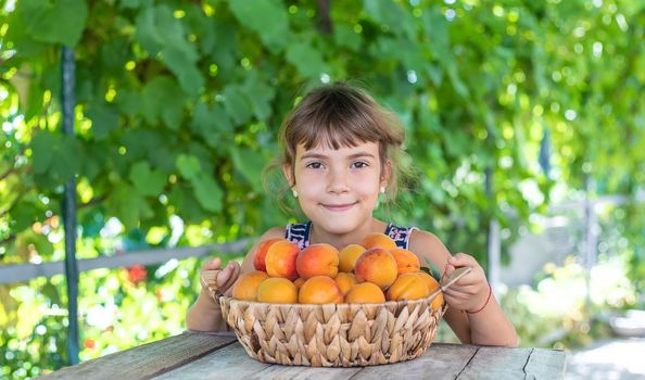 Child with apricots gardener harvest. Selective focus.