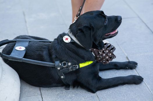 Black Labrador working as a guide dog for a blind woman.