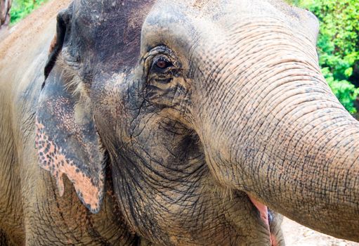 A close-up of the Asian elephant, That can see rough and wrinkled skin