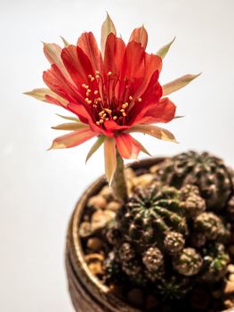 Red color delicate petal with fluffy hairy of Echinopsis Cactus flower