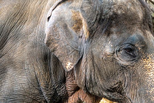 A close-up of the Asian elephant, That can see rough and wrinkled skin