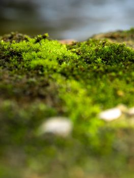 Freshness green moss that grows on moist ground Beside the water source
