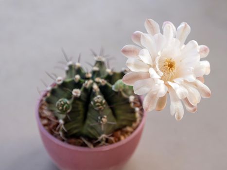 Gymnocalycium Cactus flower close-up white and light brown color delicate petal