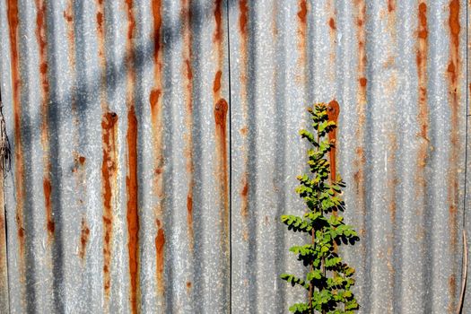 The galvanized steel fence rust and corrosion with weed in front