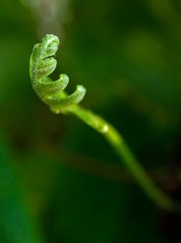 Close-up Freshness green leaves of Oak-Leaf fern on natural background
