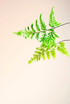 Freshness light green of fern leaves on pink background