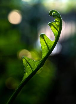 Close-up Freshness green leaves of Oak-Leaf fern on natural background