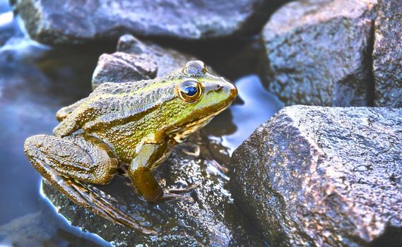 Green brown golden frog sitting on granite stones
