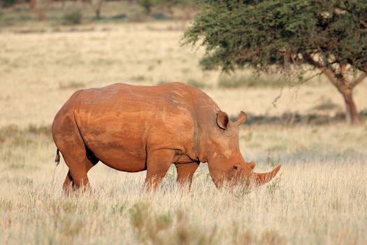 White rhinoceros grazing in grassland