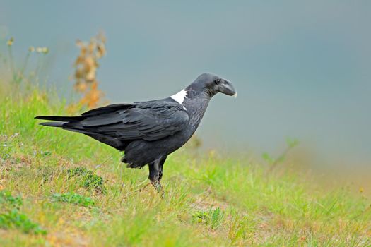 White-necked raven on green grass
