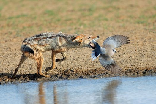 Black-backed jackal hunting a dove