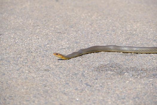 Portrait close up, small brown snake crawling on the road.