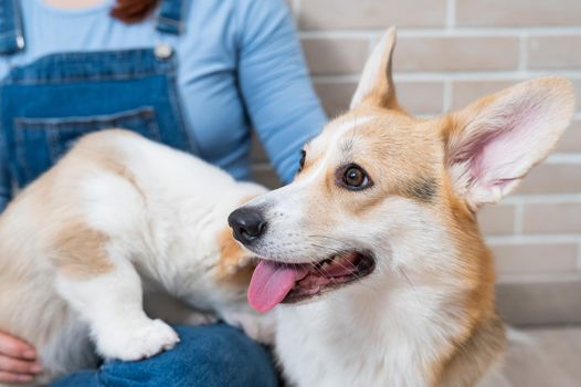 The owner holds a pembroke corgi mom and a puppy against the backdrop of a brick wall. Dog family.