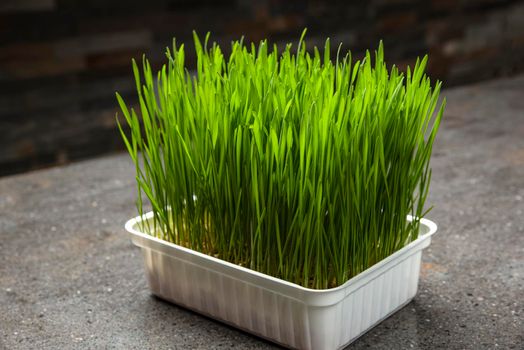 Wheat grass. Sprouted wheat grains in a plastic container. Wheatgrass for human consumption. Diet concept, vegetarianism and veganism banner. Healthy lifestyle