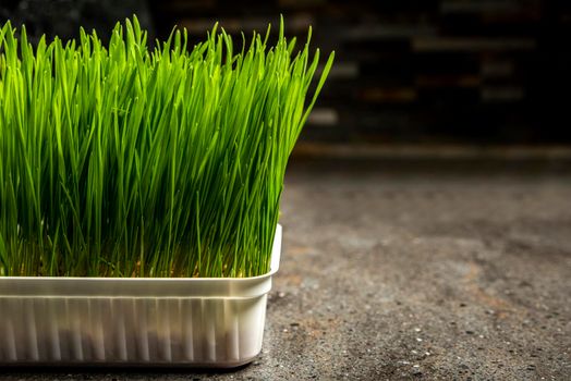Barley grass. Sprouted barley grains in a container. Barley sprouts for food. The concept of diet, vegetarianism and veganism. Healthy lifestyle