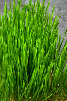 Wheat grass. Sprouted wheat grains in a plastic container. Wheatgrass for human consumption. Diet concept, vegetarianism and veganism banner. Healthy lifestyle