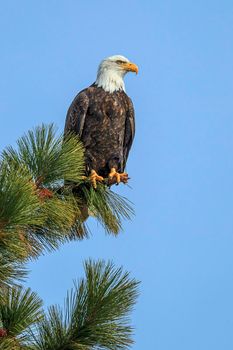 Majestic eagle on a pine tree branch.