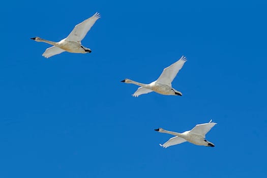 Three swans flying in the sky.
