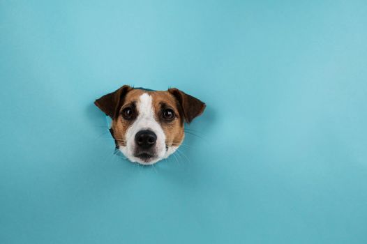 Funny dog muzzle from a hole in a paper blue background. Copy space.