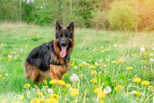 German shepherd dog in harness out for a walk on the grass near forest in sunny summer day