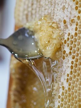 bee keeper extracting and dripping organic honey from bee honeycombs at home