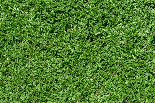 Green grass texture for background.