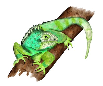 Watercolor hand drawn illustrationof tropical green iguana on a jungle tree rainforest branch. Replite lizard in wild nature wildlife endangered species, reptilian pet fauna.