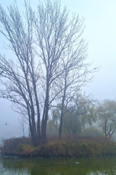 Foggy mystical morning on the shore of the lake.