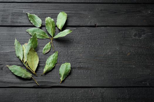 Branch of laurel bay leaves, on black wooden table background, with copy space for text
