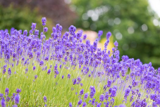 Lavender bushes closeup. Purple lavender field, beautiful blooming, English lavander.