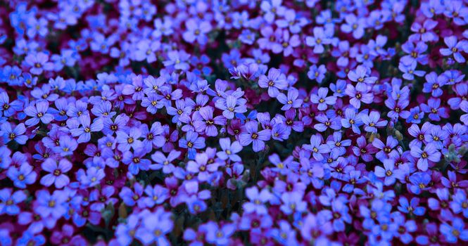 Light lilac flowers of moss phlox and dark blue flowers