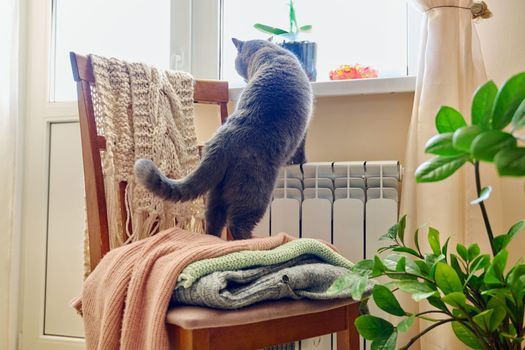 Gray cat basking near heating radiator, looking out window