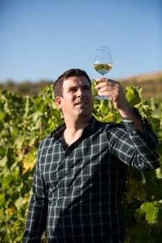 Young owner of vineyard looking at color of white wine in drinking glass