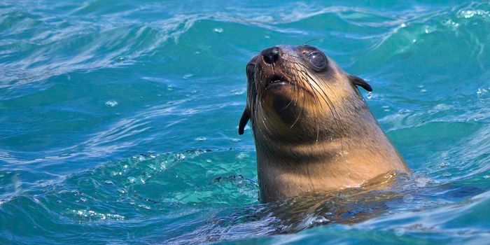 Cape Fur Seals, Dyer Island, Gansbaai, South Africa
