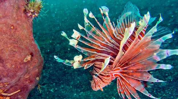 Tall-spine Lionfish, North Sulawesi, Indonesia