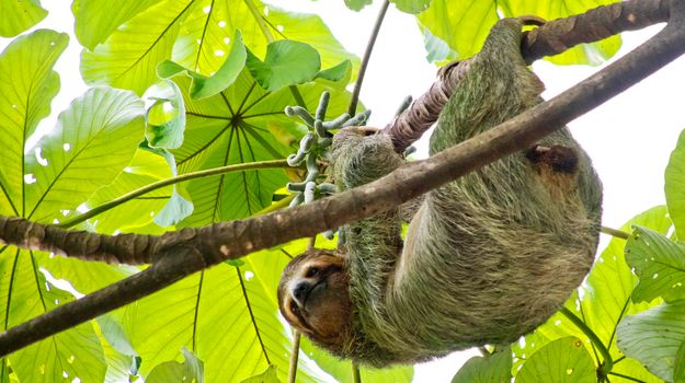Pale-throated Sloth, Marino Ballena National Park, Costa Rica