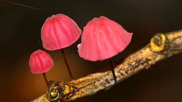 Wild Mushroom, Amazonia, Ecuador